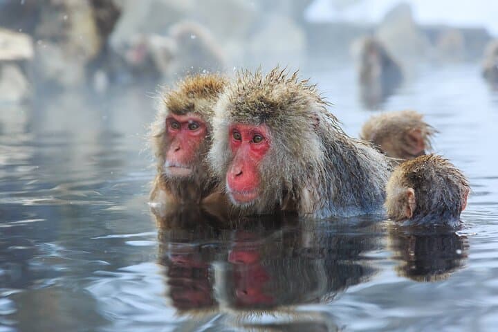 Nagano Day Trip Togakushi Shrine and Jigokudani Monkey Park — photo 8