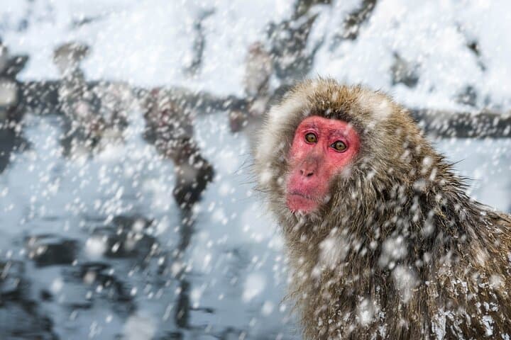 Nagano Day Trip Togakushi Shrine and Jigokudani Monkey Park — photo 9