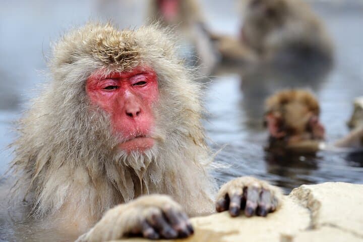 Nagano Day Trip Togakushi Shrine and Jigokudani Monkey Park — photo 4