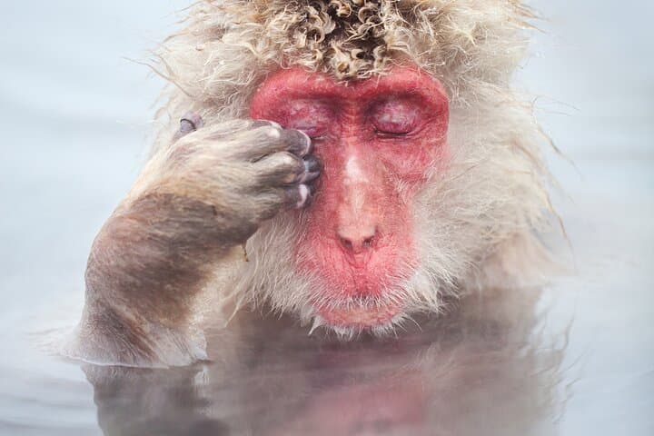 Nagano Day Trip Togakushi Shrine and Jigokudani Monkey Park — photo 5