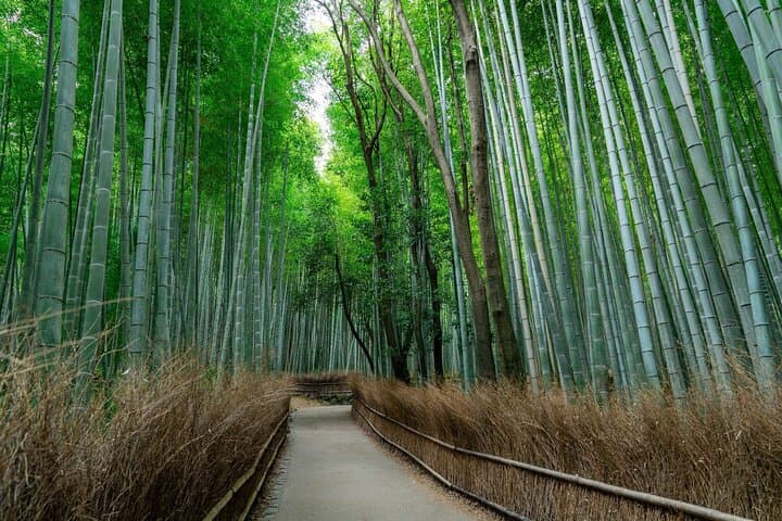 Osaka/Kyoto: Arashiyama, Fushimi Inari & Nara Park Day Trip — photo 16