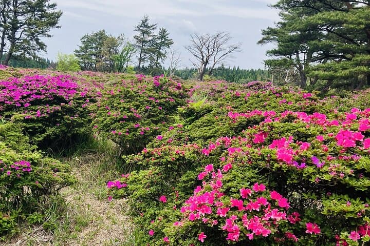 Kusu Table Mountain Day - Mt. Hane Hike + Mt. Kirikabu by Car — photo 6