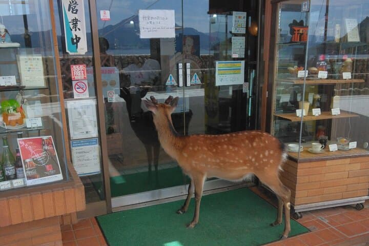 Hiroshima City Center Pickup: Miyajima & Peace Park Tour with car — photo 5