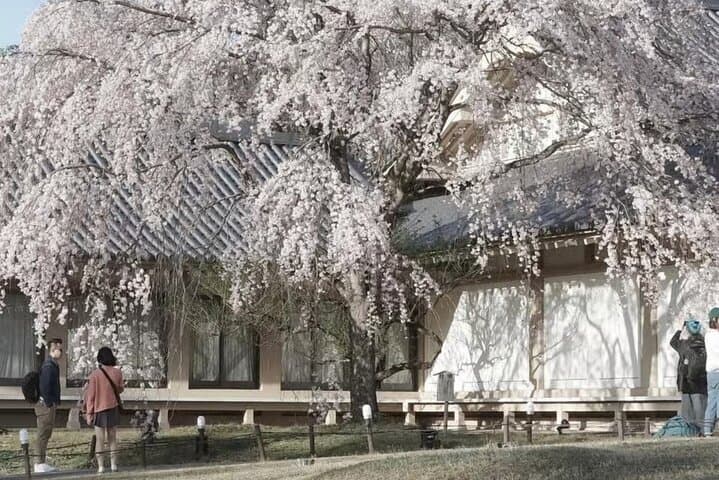 Kyoto Cherry Blossom Private Tour Boat Ride Experience — photo 3