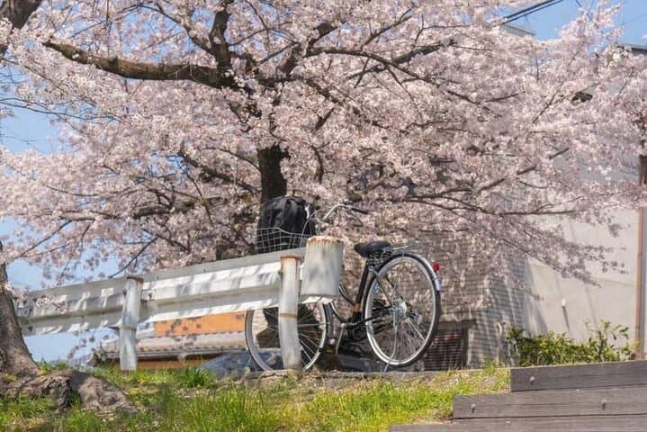 Kyoto Cherry Blossom Private Tour Boat Ride Experience — photo 4