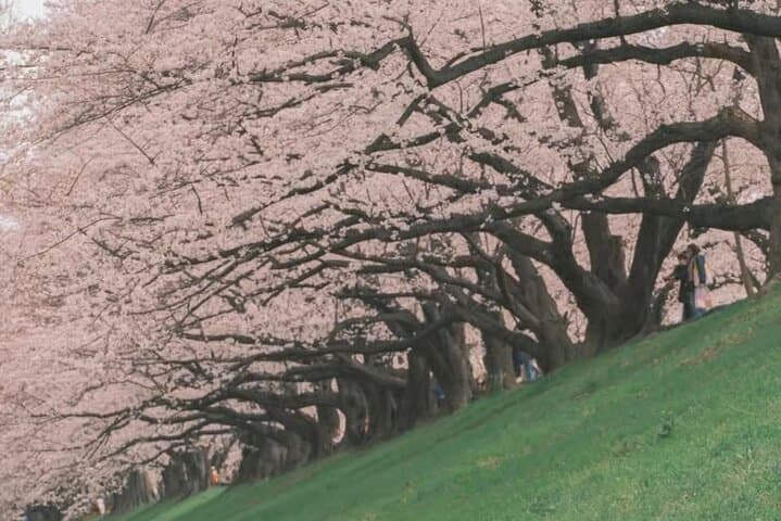 Kyoto Cherry Blossom Private Tour Boat Ride Experience — photo 5