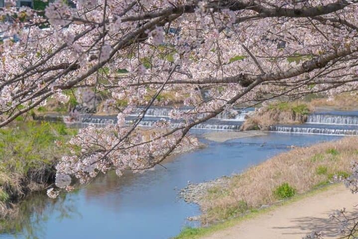 Kyoto Cherry Blossom Private Tour Boat Ride Experience — photo 6