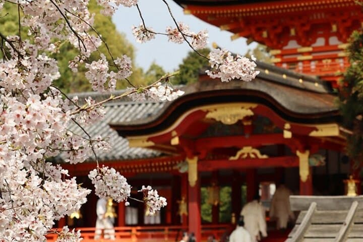 Kyoto Cherry Blossom Private Tour Boat Ride Experience — photo 7