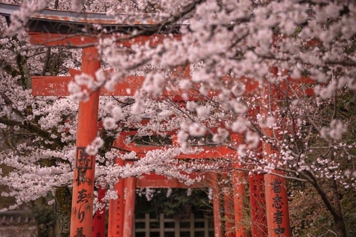 Kyoto Cherry Blossom Private Tour Boat Ride Experience — photo 8