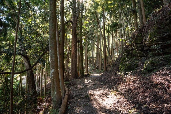 Yoshino Cherry Blossom Hiking Tour With Temple Visit — photo 2