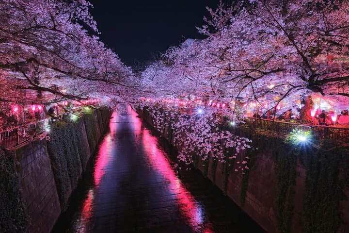 Cherry Blossom Walk Along Meguro River with Local Guide — photo 2