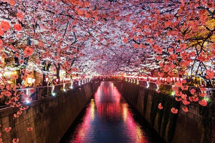 Cherry Blossom Walk Along Meguro River with Local Guide — photo 4