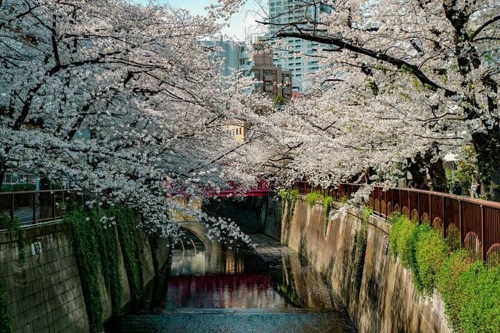 Cherry Blossom Walk Along Meguro River with Local Guide — photo 3