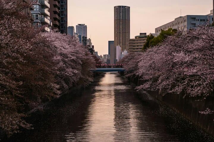Cherry Blossom Walk Along Meguro River with Local Guide — photo 5