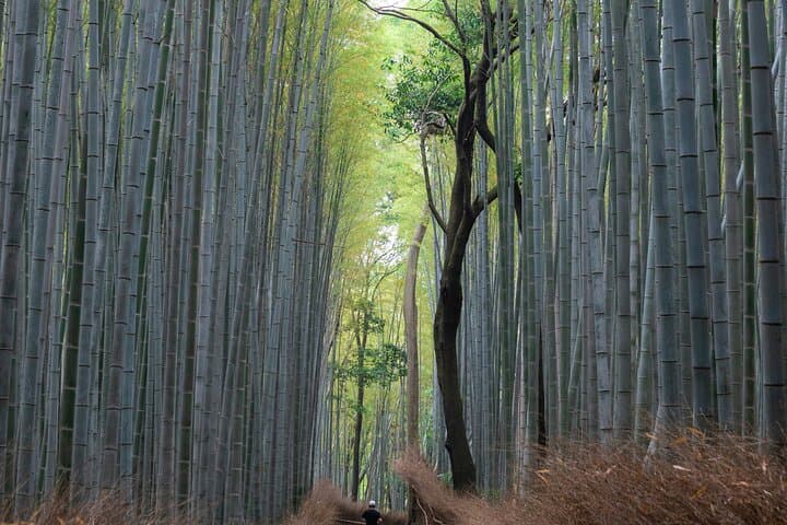 Private Shore Excursion in Kyoto City — photo 4