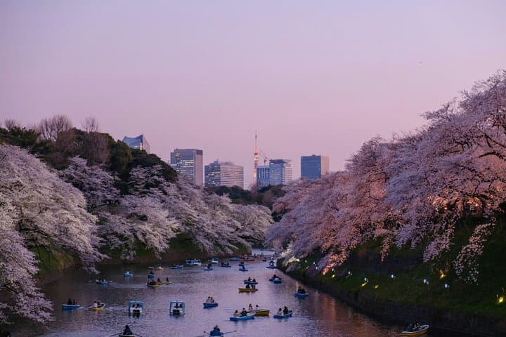 Sakura Walk Along Chidorigafuchi Cherry Blossom Viewing in Tokyo — photo 1