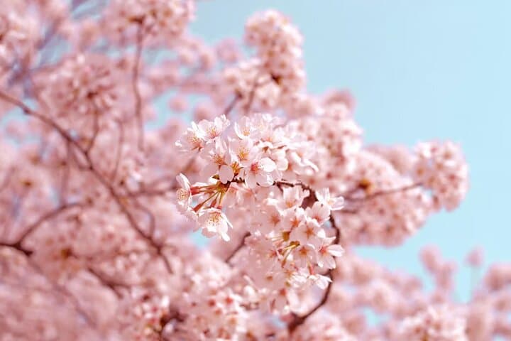 Sakura Walk Along Chidorigafuchi Cherry Blossom Viewing in Tokyo — photo 2