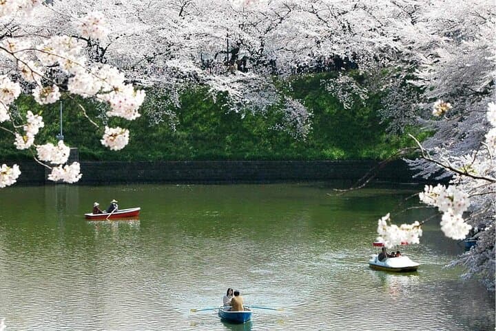 Sakura Walk Along Chidorigafuchi Cherry Blossom Viewing in Tokyo — photo 3