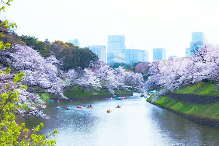 Sakura Walk Along Chidorigafuchi Cherry Blossom Viewing in Tokyo — photo 6