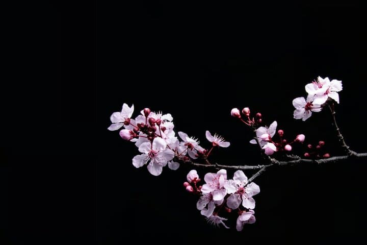 Sakura Walk Along Chidorigafuchi Cherry Blossom Viewing in Tokyo — photo 5