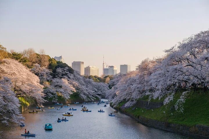 Sakura Walk Along Chidorigafuchi Cherry Blossom Viewing in Tokyo — photo 4