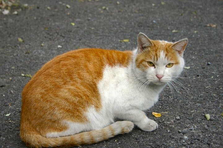 Tokyo Shinjuku Giant 3D, Cat Cafe & Yanaka Cat Town for Cat Lover — photo 16