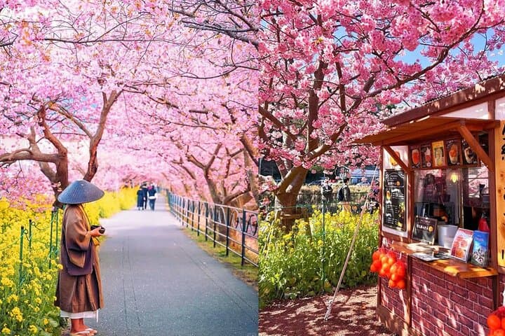 Tokyo Kawazu Cherry Blossom, Strawberry Picking, and Onsen Trip — photo 2