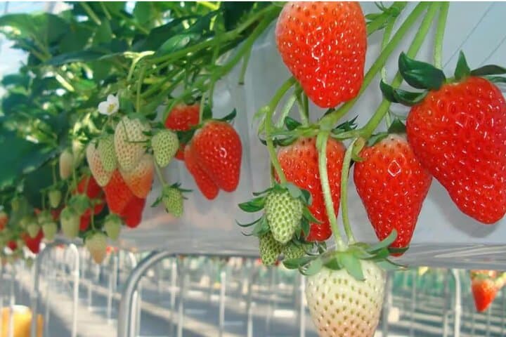Tokyo Kawazu Cherry Blossom, Strawberry Picking, and Onsen Trip — photo 4