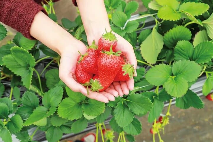 Tokyo Kawazu Cherry Blossom, Strawberry Picking, and Onsen Trip — photo 3