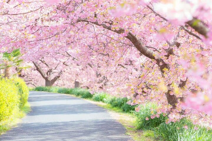 Tokyo Kawazu Cherry Blossom, Strawberry Picking, and Onsen Trip — photo 6