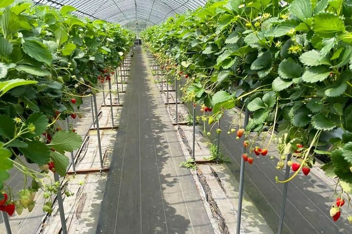 Tokyo Kawazu Cherry Blossom, Strawberry Picking, and Onsen Trip — photo 10