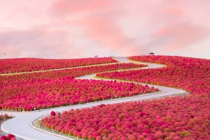 From Tokyo Adachi Night Wisteria & Ibaraki Pink Flowers Day Tour — photo 2