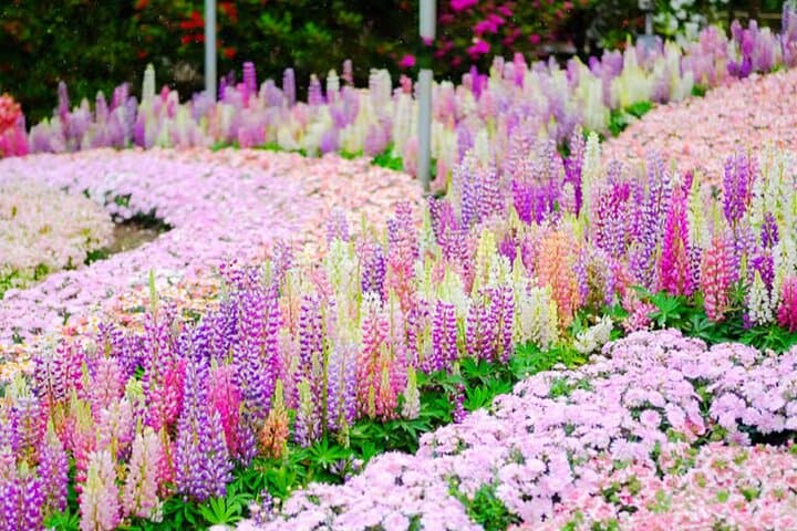 From Tokyo Adachi Night Wisteria & Ibaraki Pink Flowers Day Tour — photo 9