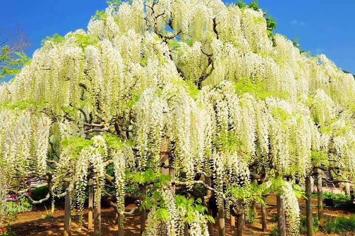 From Tokyo Adachi Night Wisteria & Ibaraki Pink Flowers Day Tour — photo 12