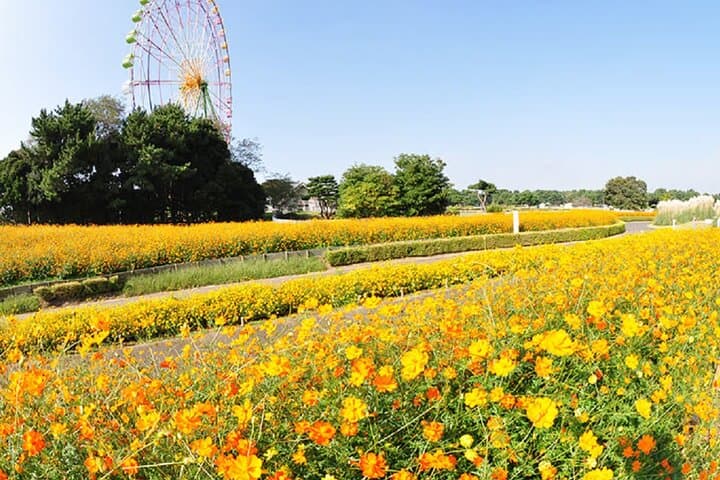 From Tokyo Adachi Night Wisteria & Ibaraki Pink Flowers Day Tour — photo 13