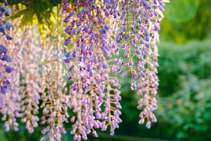 From Tokyo Adachi Night Wisteria & Ibaraki Pink Flowers Day Tour — photo 15