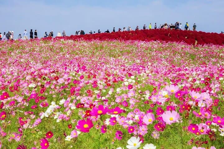 From Tokyo Adachi Night Wisteria & Ibaraki Pink Flowers Day Tour — photo 16