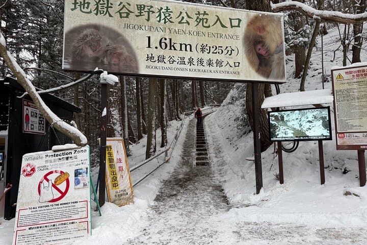 Green Season Snow Monkeys: Baby Monkeys & Scenic Forest Walk — photo 13