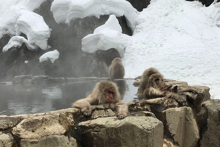 Relaxed Snow Monkeys & Shibu Onsen: Green Season Private Tour — photo 16