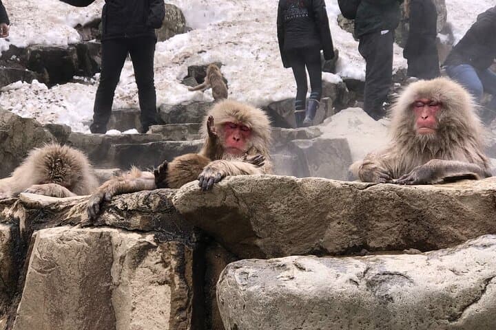 Relaxed Snow Monkeys & Shibu Onsen: Green Season Private Tour — photo 15