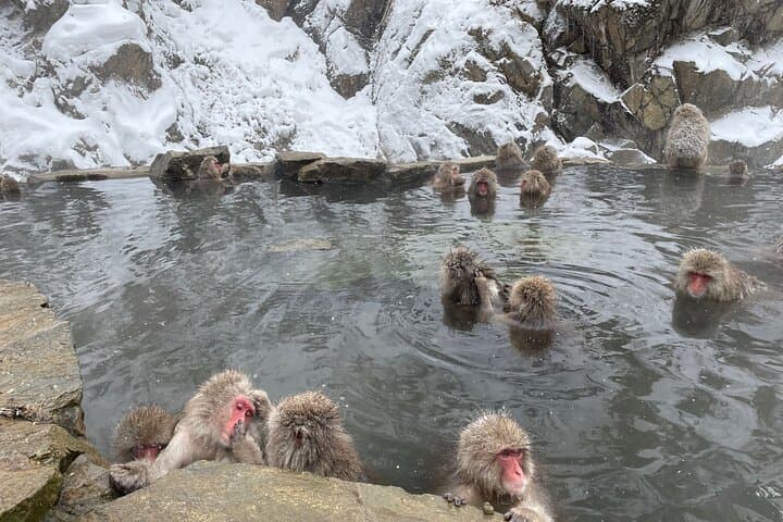 Relaxed Snow Monkeys & Shibu Onsen: Green Season Private Tour — photo 17