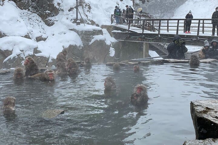 Relaxed Snow Monkeys & Shibu Onsen: Green Season Private Tour — photo 18