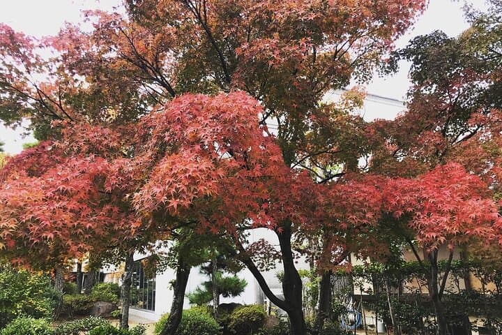 Kurashiki Half-day Walking & Old House Tour with Licensed Guide — photo 6