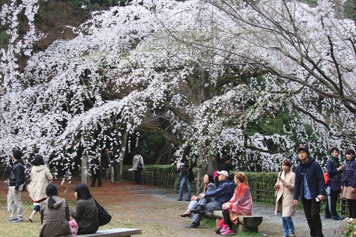 Kyoto Imperial Palace & Nijo Castle Guided Walking Tour - 3 Hours — photo 3