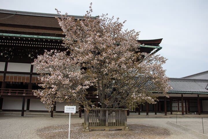 Kyoto Imperial Palace & Nijo Castle Guided Walking Tour - 3 Hours — photo 6