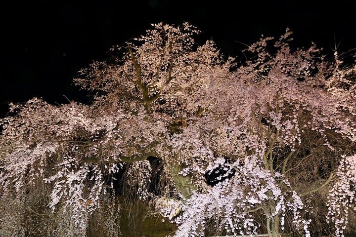 Kyoto Gion Night Walk & Geisha District Guided Tour — photo 8