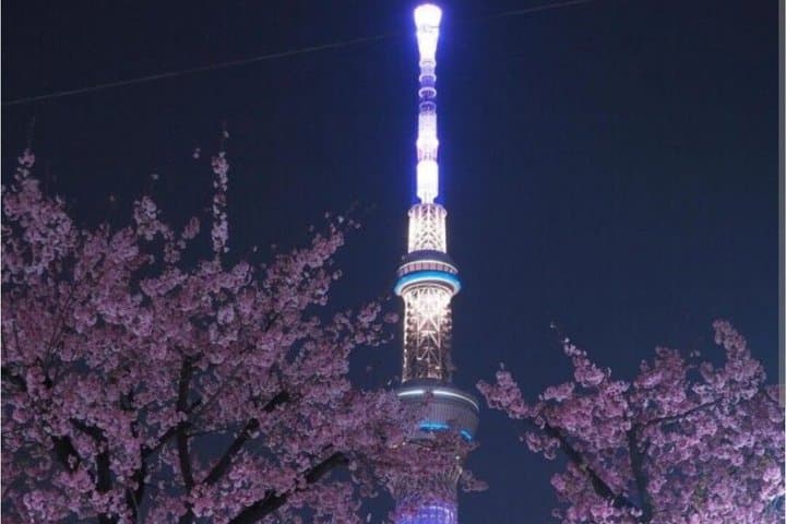 Night town and Cherry Light-up tour and Modern Samurai show — photo 11