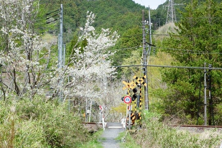Trees & Tradition: The Living Forest Behind Japanese Architecture — photo 11