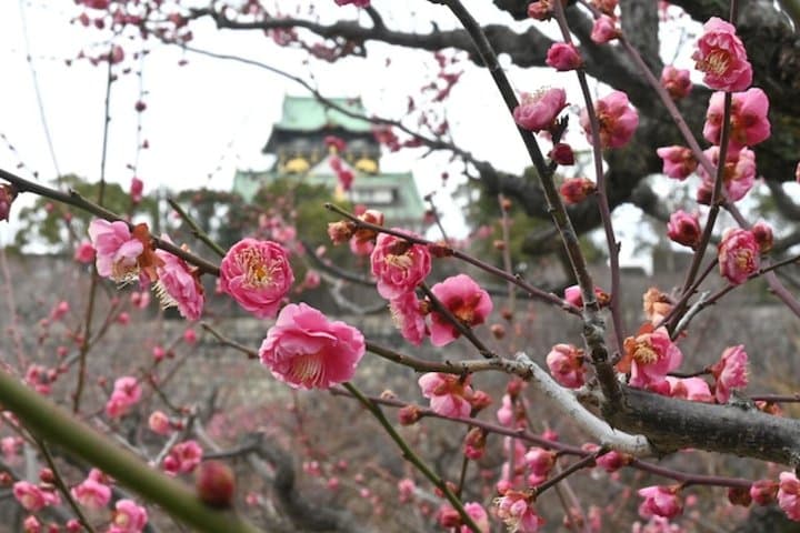 Osaka Castle Walking Tour and Castle Tower Admission — photo 3