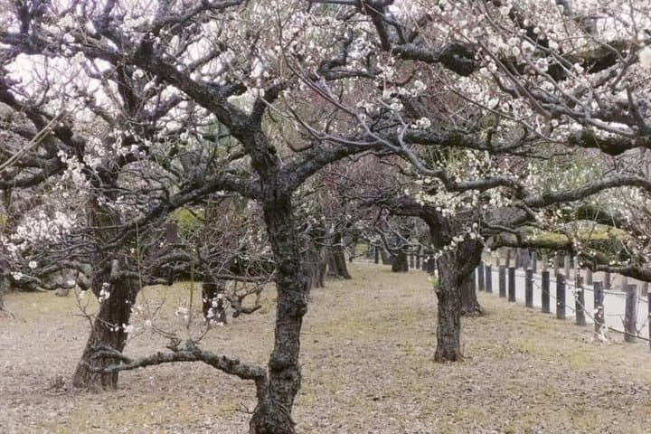 Osaka Castle: Warrior Monks, a Peasant, and a Shogun — photo 11